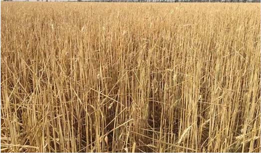 Nabaz-e-punjab.com